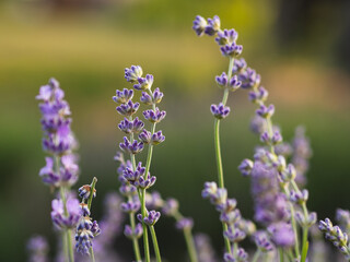 lavender field in provence