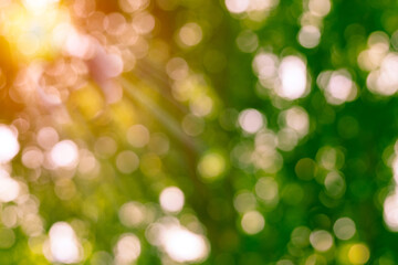 Beautiful blurry green bokeh background which can be used as wallpaper or backdrop.