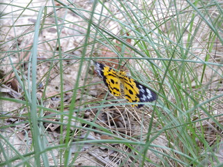butterfly on grass