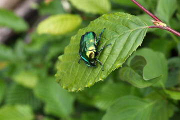 Macro photo of Cetonia aurata on a green leaf
