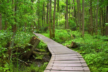 A hiking trail in nature reserve 