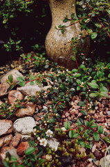 autumn leaves on the rocks
