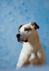 Cute beautiful dog american pitbull terrier portrait in blue atelier. Amazing dog face focused photo