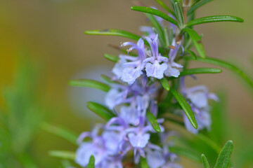 Blüten des Rosmarin