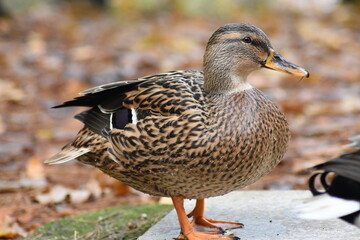 female mallard duck