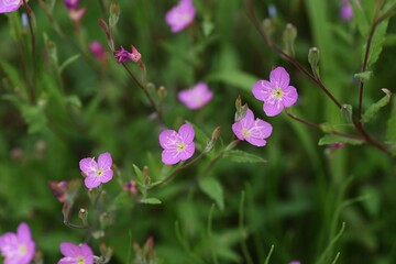 Rose evening primrose is an Onagraceae perennial plant that produces small pink four-petaled flowers on the roadside in summer.