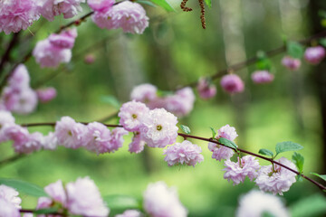 Fototapeta na wymiar pink flowers on the tree