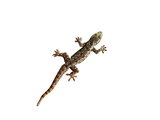 Small Lizard Isolated on White Background