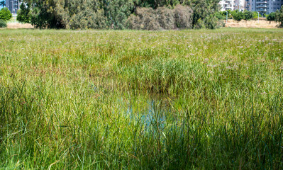 Obraz premium overgrown pond in a city park
