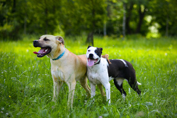 Happy american staffordshire terrier in the park. Smiling dogs posing, looking into camera, good vibes. Puppies siblings