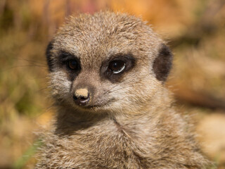 suricate