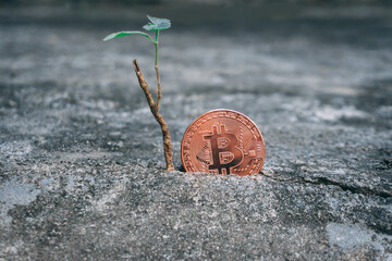 Bitcoin on ground near small plant. Business or technology concept.