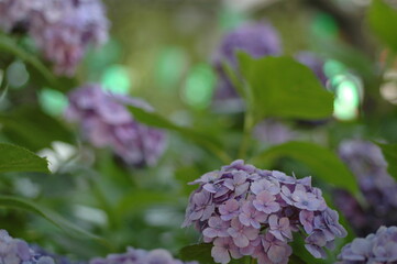 紫陽花