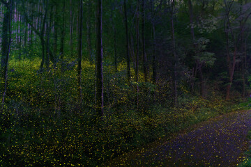 ヒメボタルの森