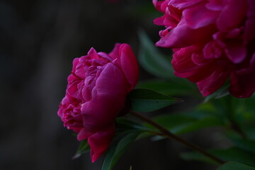Paeonia Pfingst Rosen in Blüte
