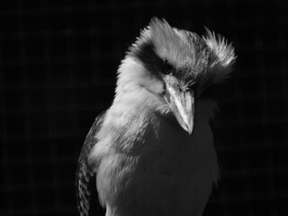 kookaburra