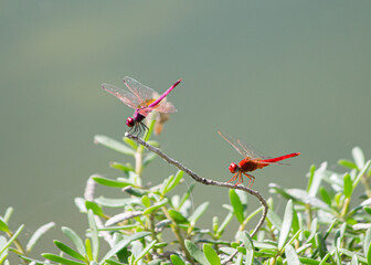 Two brightly coloured damselflies sitting on a branch
