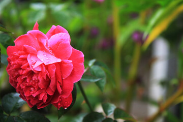 red rose flower