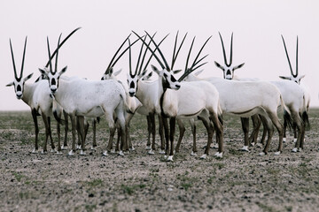 Herd of wild Arabian Oryx in the Dubai desert in black and white