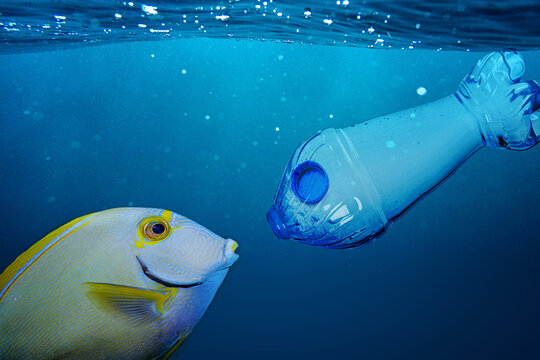 A plastic bottle similar to a fish and a real fish. Plastic and pollution in the oceans concept.