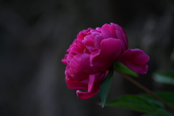 Paeonia Pfingst Rosen in Blüte