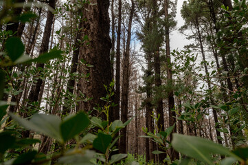 Obraz premium Forest. Cape Town, South Africa.