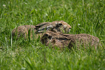 ruhende Feldhasen in einer Wiese