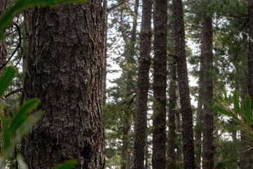 Forest. Cape Town, South Africa.