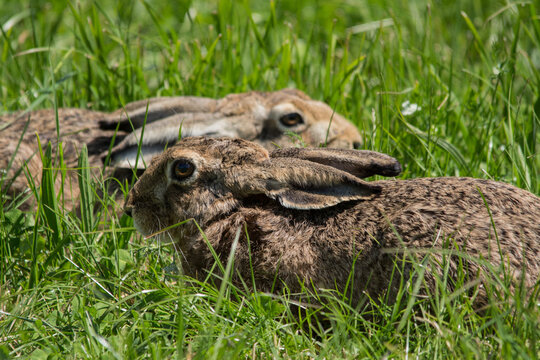 zwei Feldhasen in einer Wiese