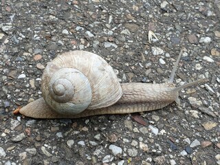 Schnecke kriecht auf dem Boden