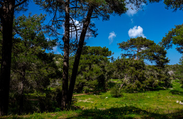 Fototapeta premium Cedars in the dense forest of the island of Cyprus on a clear summer day.