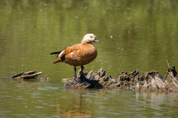 Rostgans an einem See