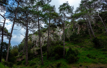 Cedars in the dense forest of the island of Cyprus on a clear summer day.