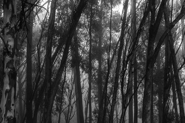 Obraz premium Forest. Cape Town, South Africa.