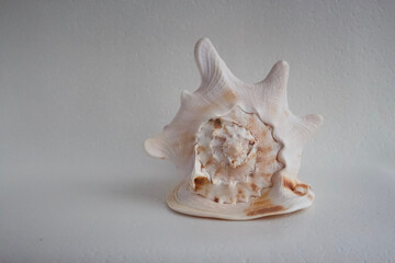 Isolated large sea shell Cassis cornuta on a white background