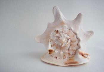 Isolated large sea shell Cassis cornuta on a white background