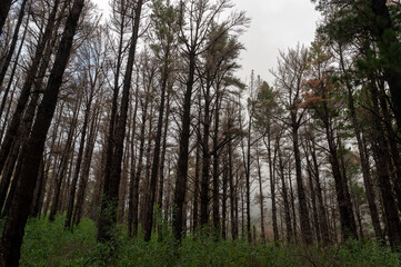 Obraz premium Forest. Cape Town, South Africa.