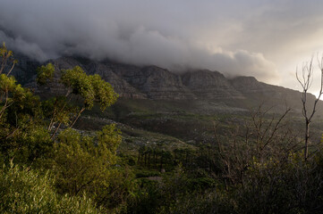Forest. Cape Town, South Africa.
