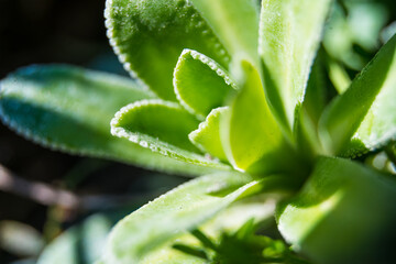 Flowers in Botanical garden of Prague