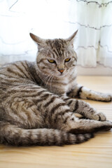 The cat dozing on the table