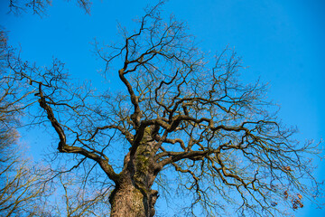 Large oak tree against clear blue sky