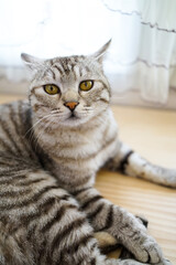 Helpless striped cat