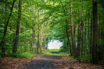 Obraz premium Waldweg