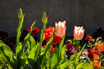 colorful tulip flowers blooming in spring sunlight - 355822595