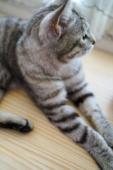 Helpless striped cat