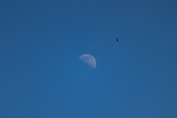 Bird flying towards the moon during daylight