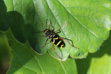 Gelb schwarzer Käfer -der Wespenbock