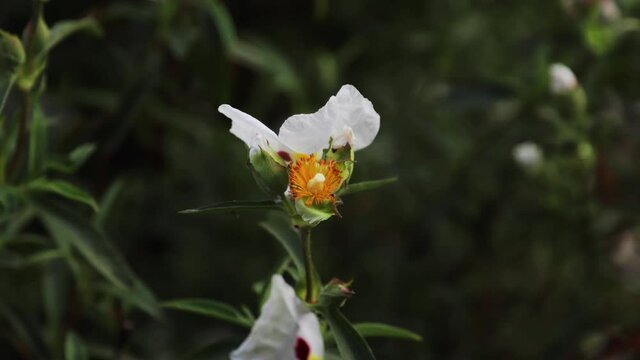 A time-lapse recording of a cistus plant shedding its petals at the end of the day.  The flowers on a cistus usually last no more than a day.