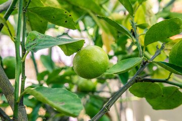 Fresh green lemon tree