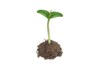 Seedling seedlings isolated on a white background, Tropical seedlings.